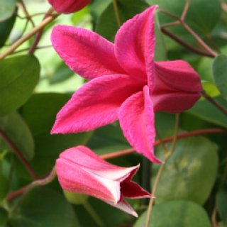 クレマチス　ピンクテイラー　新品種　テキセンシス　ヴィオルナ系 クレマチス 'ピンク・テイラー' 系統：テキセンシス、ヴィオルナ