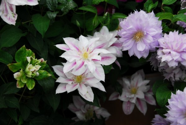 画像3: アンドロメダ  C.'Andromeda' (3)