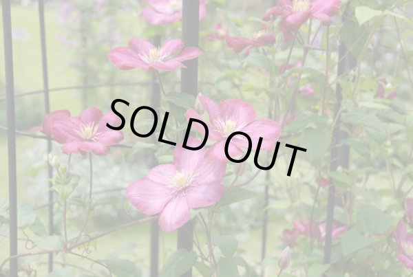 画像5: ビル・ドゥ・リヨン　　C.'Ville de Lyon' (5)