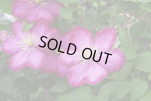 画像2: ビル・ドゥ・リヨン　　C.'Ville de Lyon' (2)