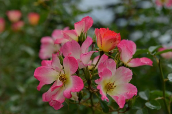 画像1: ピンクカクテル (1)