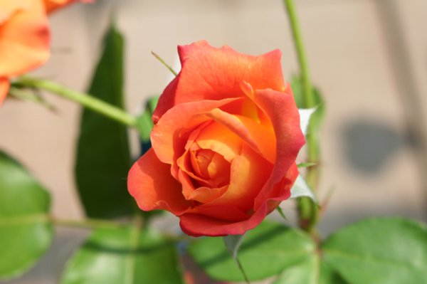 画像2: スヴェニール・ドゥ・アンネフランク (2)