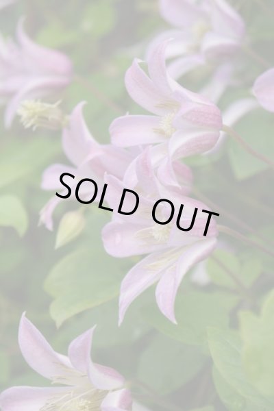 画像1: ミーニーベル（T）　　C. 'Mienie Belle' (1)