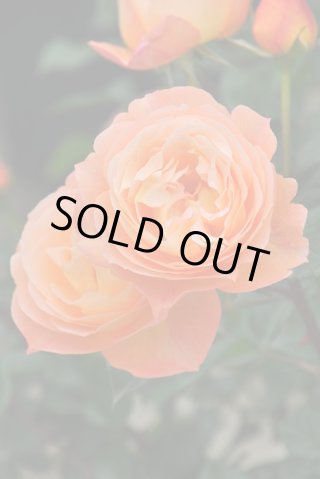 フラム Flamme　バロンオークラ　バラ　新苗　超強香 バラ苗【6号新苗】フラム【バロンオークラ】 国産苗 6号鉢植え品