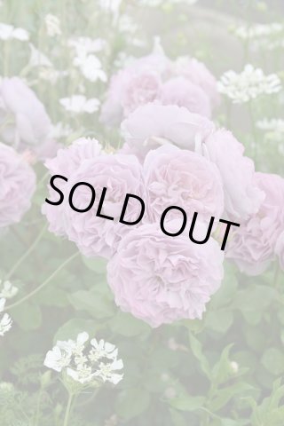 バラ 】 - 京都・洛西 まつおえんげい (Page 1)