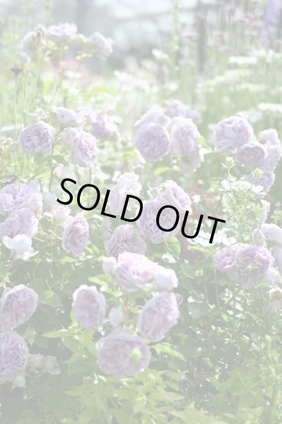 画像2: レヴリ (2)