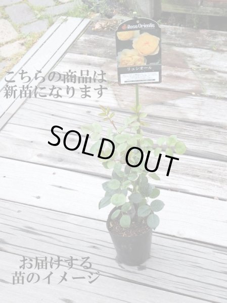 画像3: リリエンタール (3)