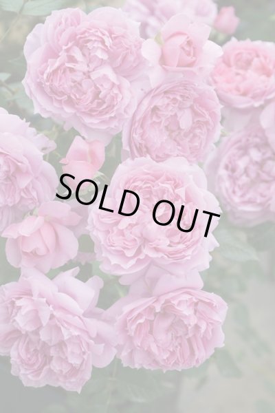 画像2: プリマ ヴィスタ 　 Prima vista (2)