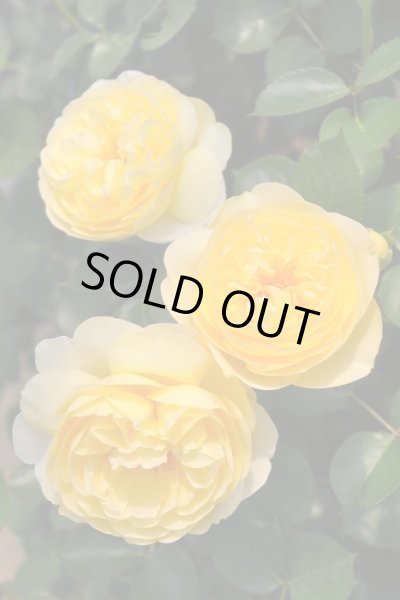 画像2: リュシオール (2)