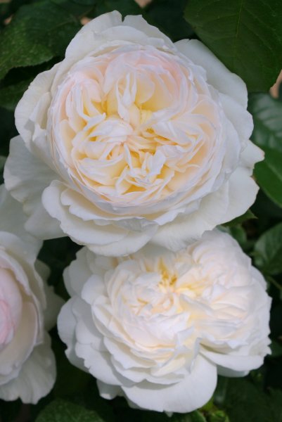 画像1: ボレロ (1)