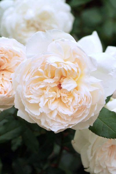 画像2: ボレロ (2)