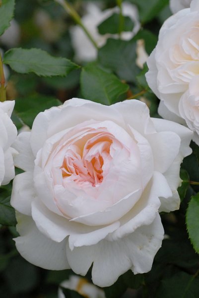 画像4: ボレロ (4)