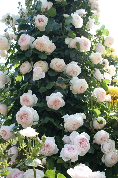 画像2: クリスティアーナ (2)