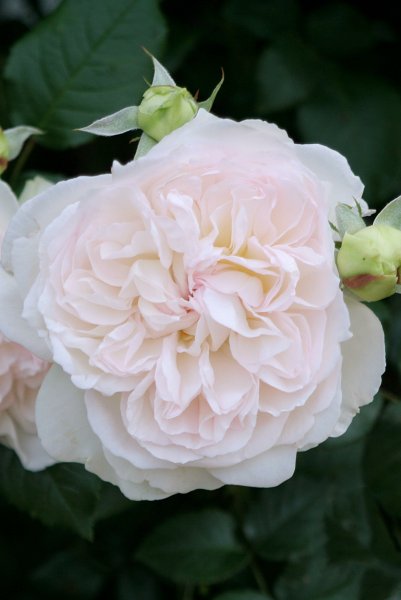 画像3: ボレロ (3)