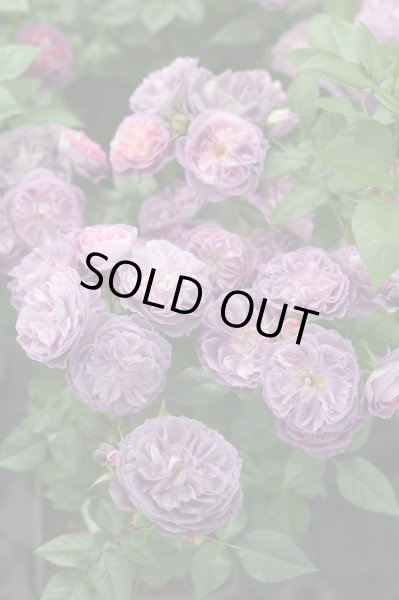 画像2: リナルド (2)