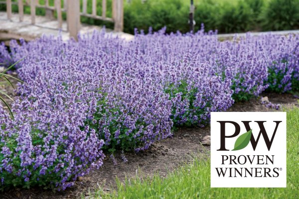 画像1: ネペタ　キャッツパジャマ (1)