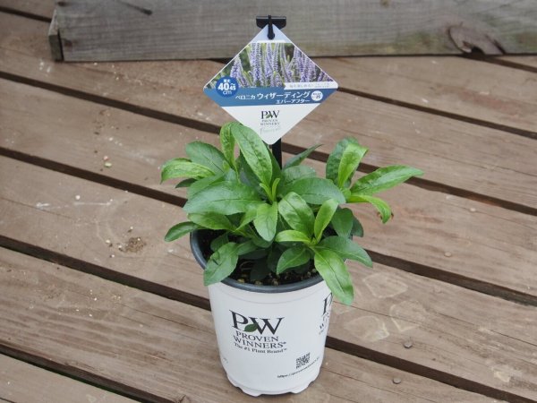 画像2: ベロニカ　ウィザーディング　エバーアフター (2)