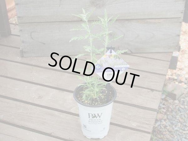 画像2: ロシアンセージ　デニムレース (2)