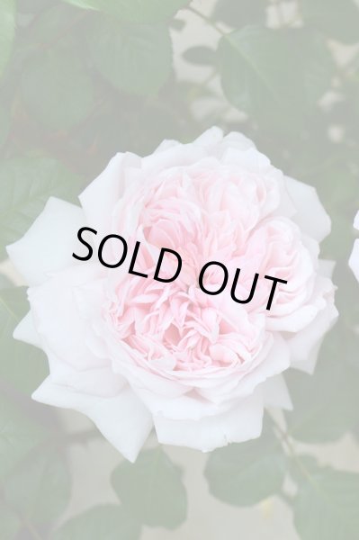 画像2: シェーンハイト (2)