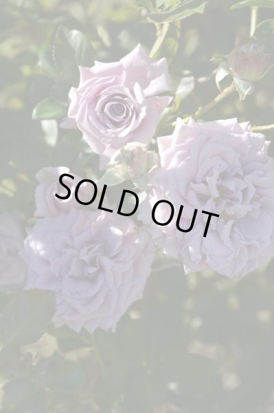 画像2: リリエンタール (2)