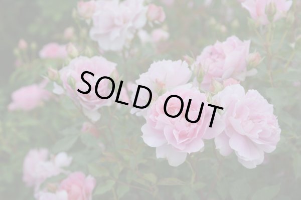 画像2: ムーンライトソナタ (2)