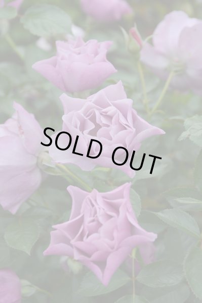 画像1: 紫の上 (1)