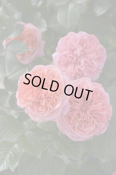 画像1: ライフ (1)