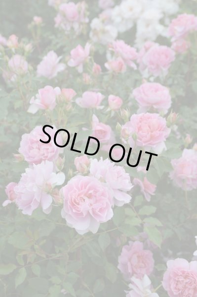 画像1: ムーンライトソナタ (1)