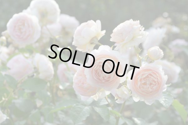 画像2: サシェ (2)