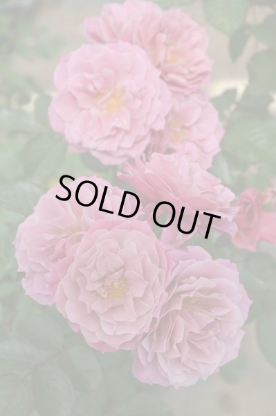 画像2: 葵の上 (2)