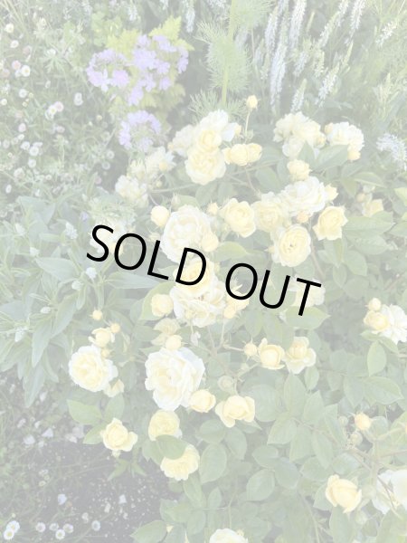 画像2: プチ・ジョワ (2)