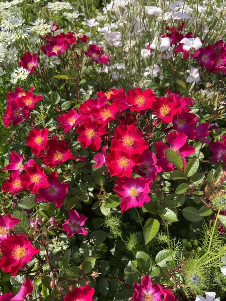 画像2: カネット (2)