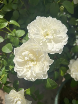 Chocolat's Garden 2022年春のバラ🌹｜🍀GreenSnap（グリーン