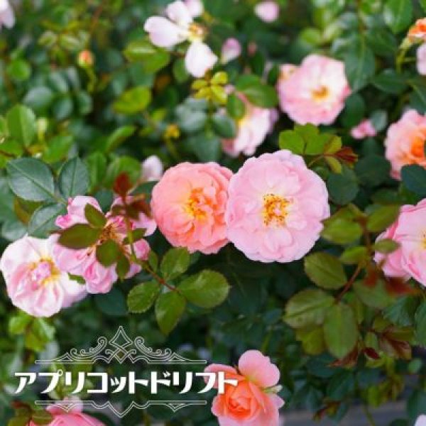 画像1: ドリフト・ローズ「アプリコットドリフト」 (1)