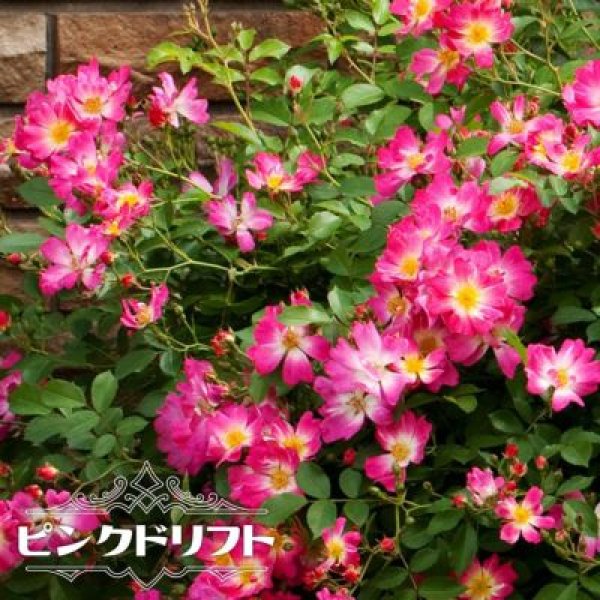 画像1: ドリフト・ローズ「ピンクドリフト」 (1)