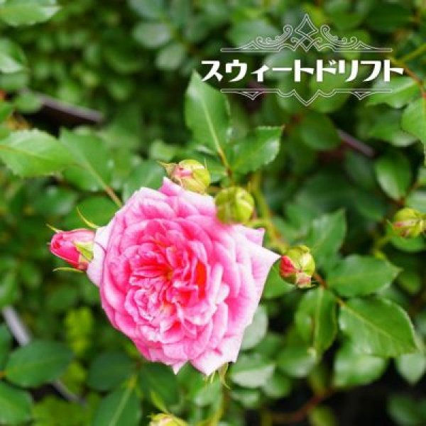 画像1: ドリフト・ローズ「スィートドリフト」 (1)