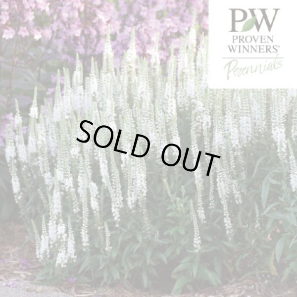 画像1: ベロニカ　ウィザーディング　ホワイトワンズ (1)