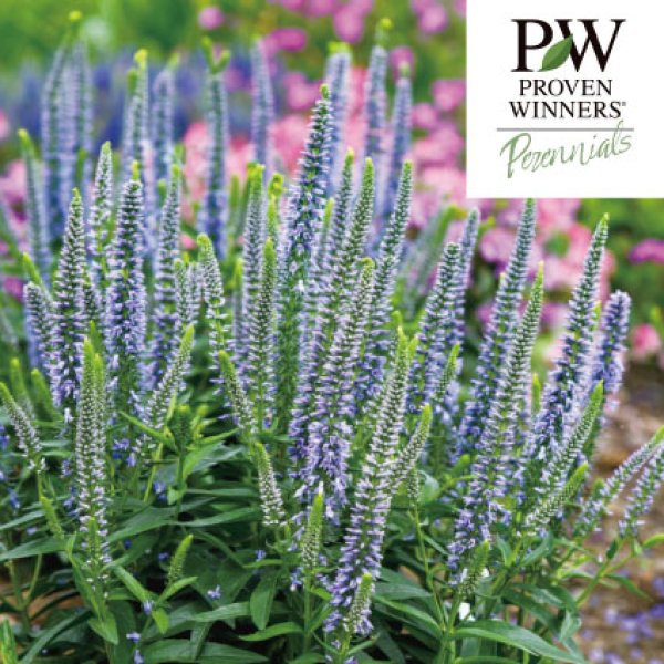 画像1: ベロニカ　ウィザーディング　エバーアフター (1)