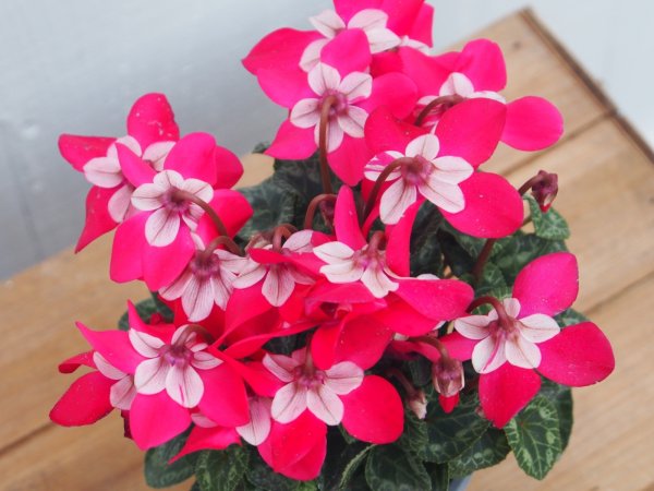 画像2: ガーデンシクラメン　ジックス　明赤 (2)