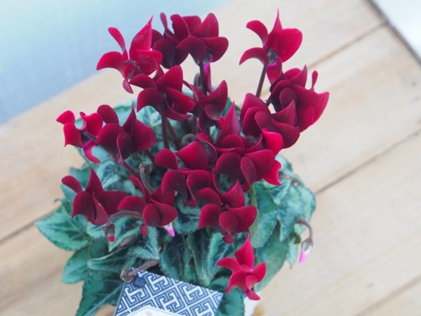 画像2: ガーデンシクラメン　タキシード (2)