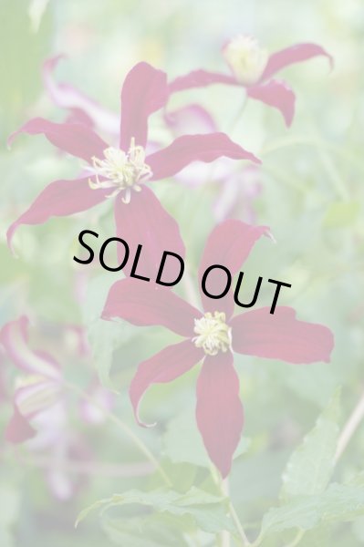 画像1: グロリアスレッド (1)