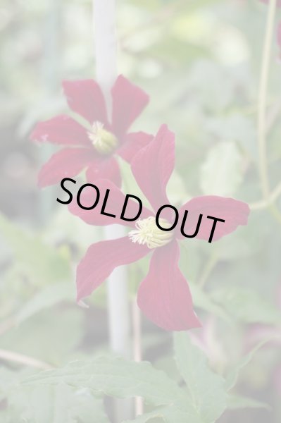 画像3: グロリアスレッド (3)