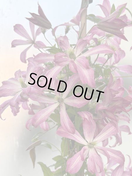 画像1: グロリアスサプライズ (1)