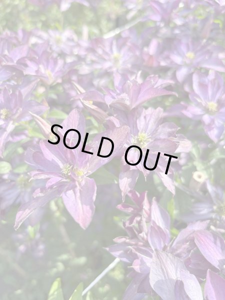 画像2: グロリアスデイ (2)