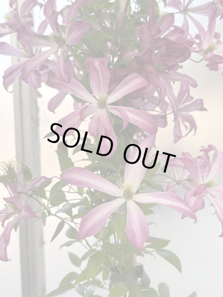 画像3: グロリアスサプライズ (3)