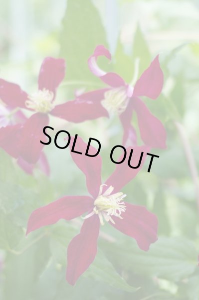 画像2: グロリアスレッド (2)