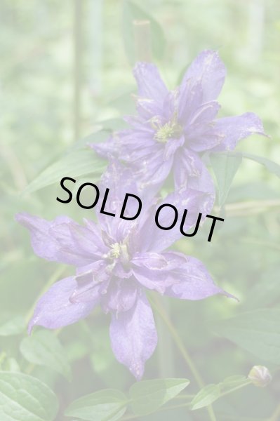 画像1: グロリアスデイ (1)