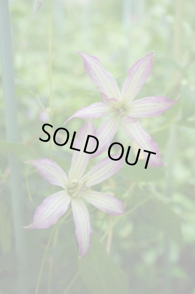 画像2: グロリアスサプライズ (2)