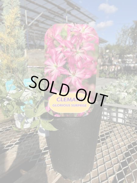 画像4: グロリアスサプライズ (4)