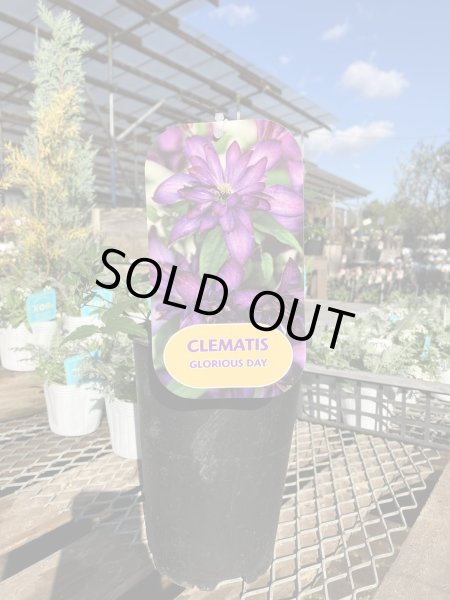 画像3: グロリアスデイ (3)